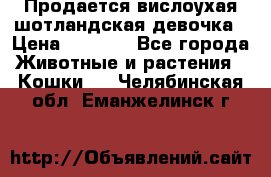 Продается вислоухая шотландская девочка › Цена ­ 8 500 - Все города Животные и растения » Кошки   . Челябинская обл.,Еманжелинск г.